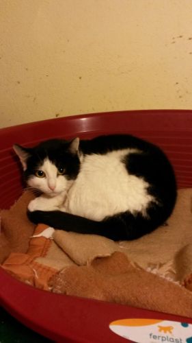 chat sexe loire atlantique