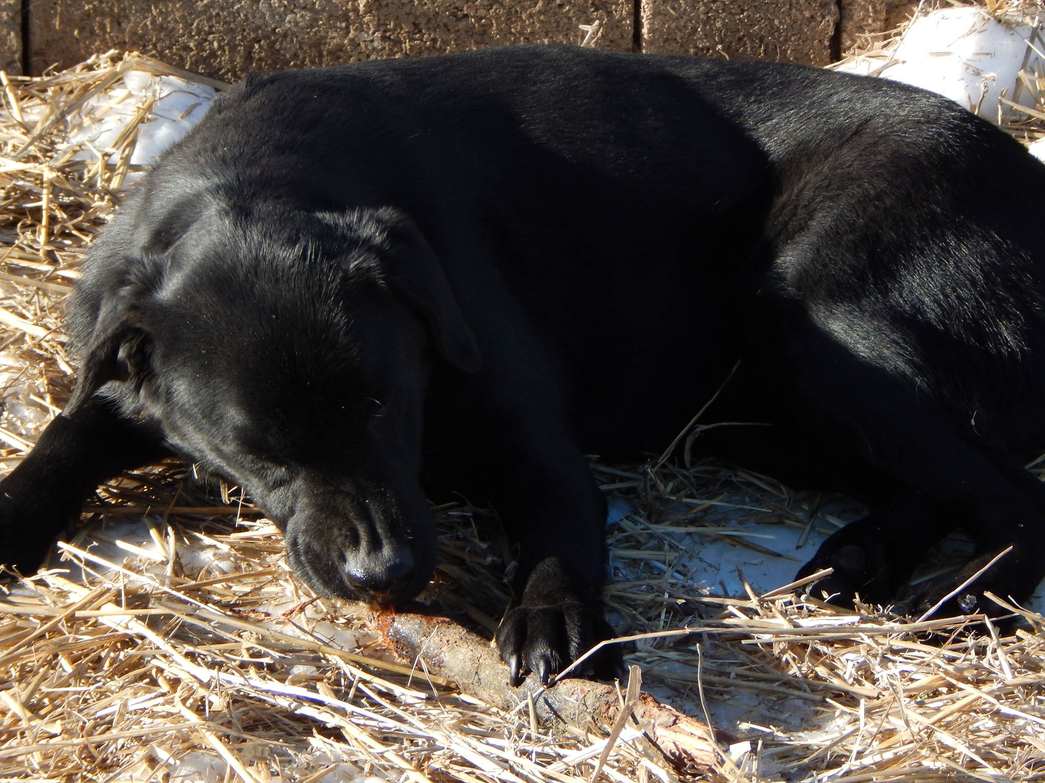 NADJA - x labrador 2 ans - Asso une medaille à ton collier (Serbie) 5c4e12e2cbad8565204138