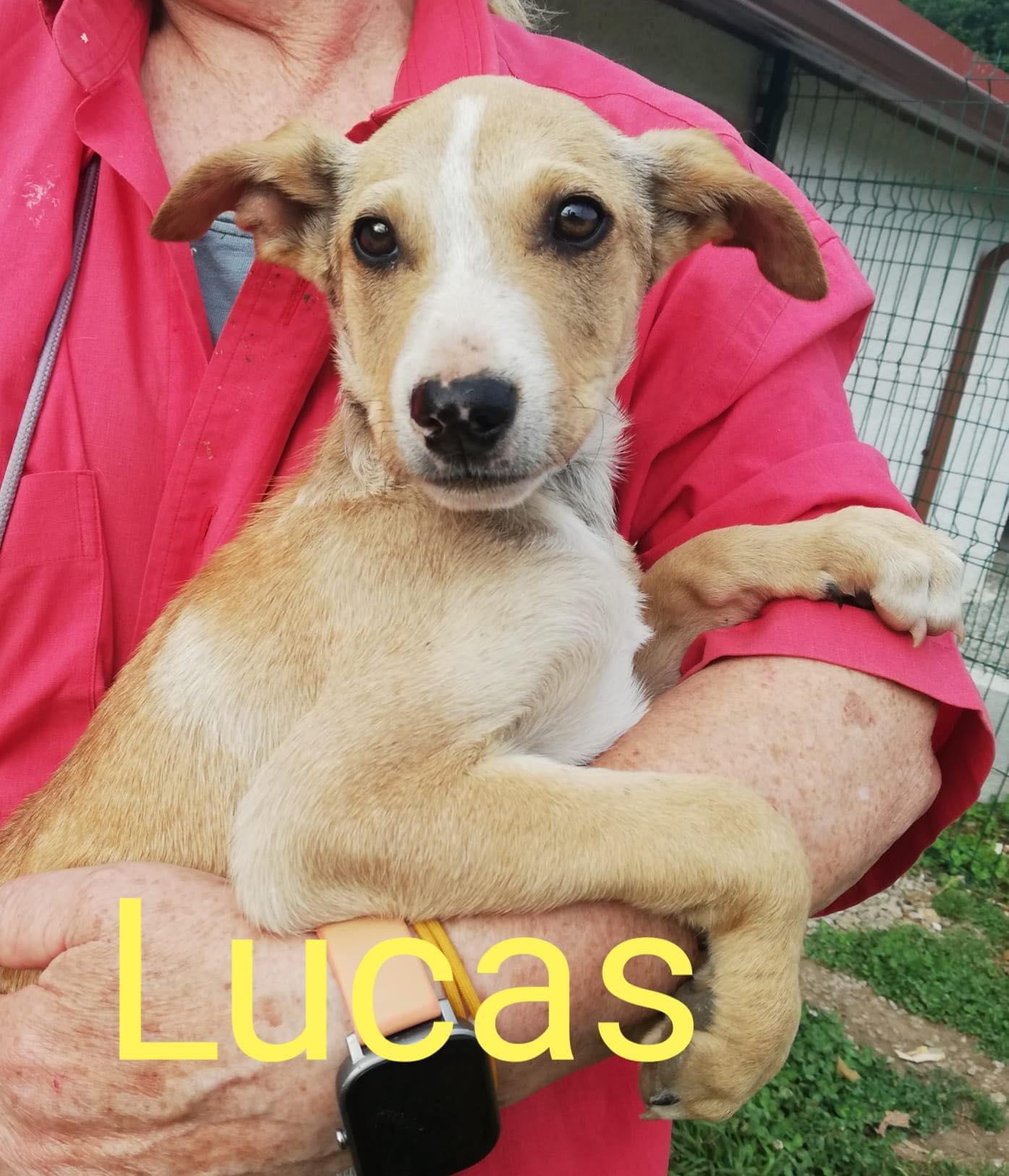 LUCAS