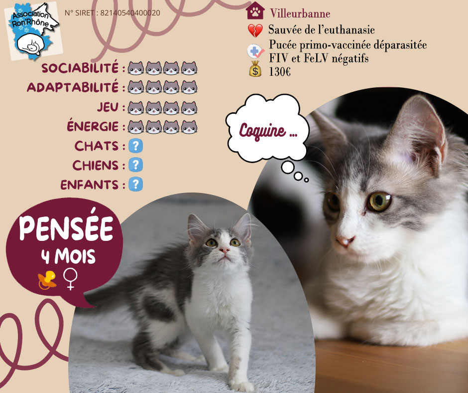 Adoption de Eden: Moyen chat européen, région Auvergne-Rhône-Alpes