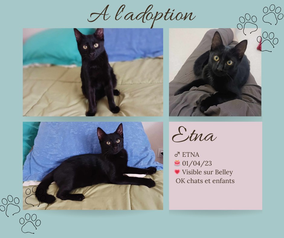 Adoption de Eden: Moyen chat européen, région Auvergne-Rhône-Alpes