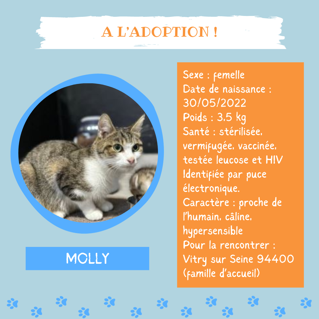 Adoption de Molly recherche d urgence une famille Petit chat