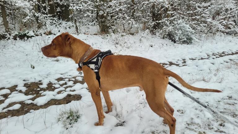 GROOT !       5 ans !  très sociable Chien de Famille !