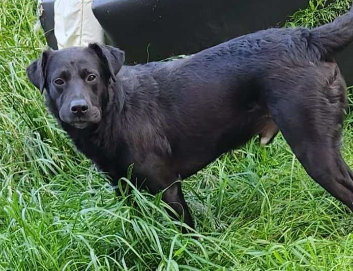 NINO  Samoyède & ROUKIE croisé Labrador