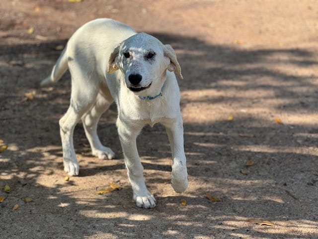 IRMA (Puertollano)