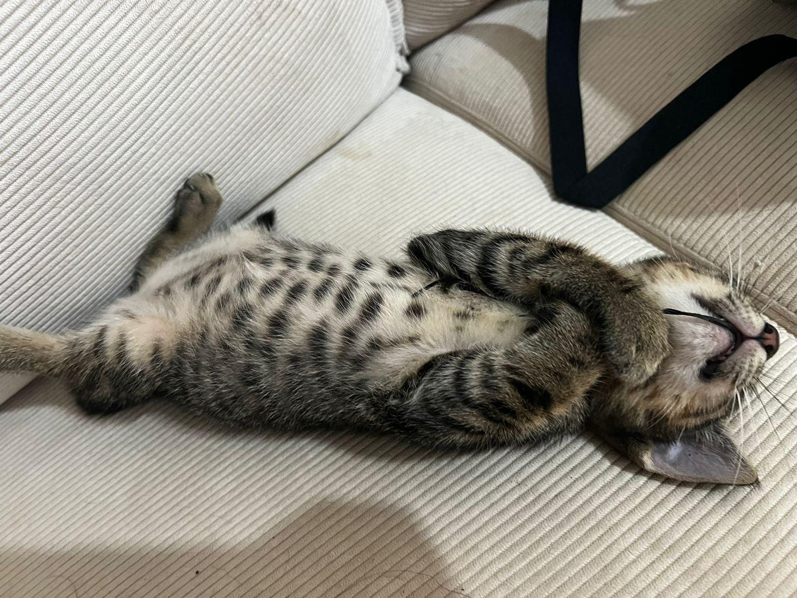 OUASSOUS - 3 mois - Mini chaton !