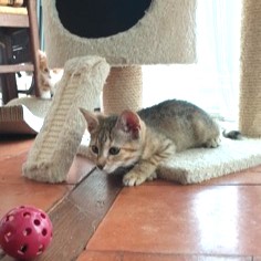 Maria, chaton 3 mois