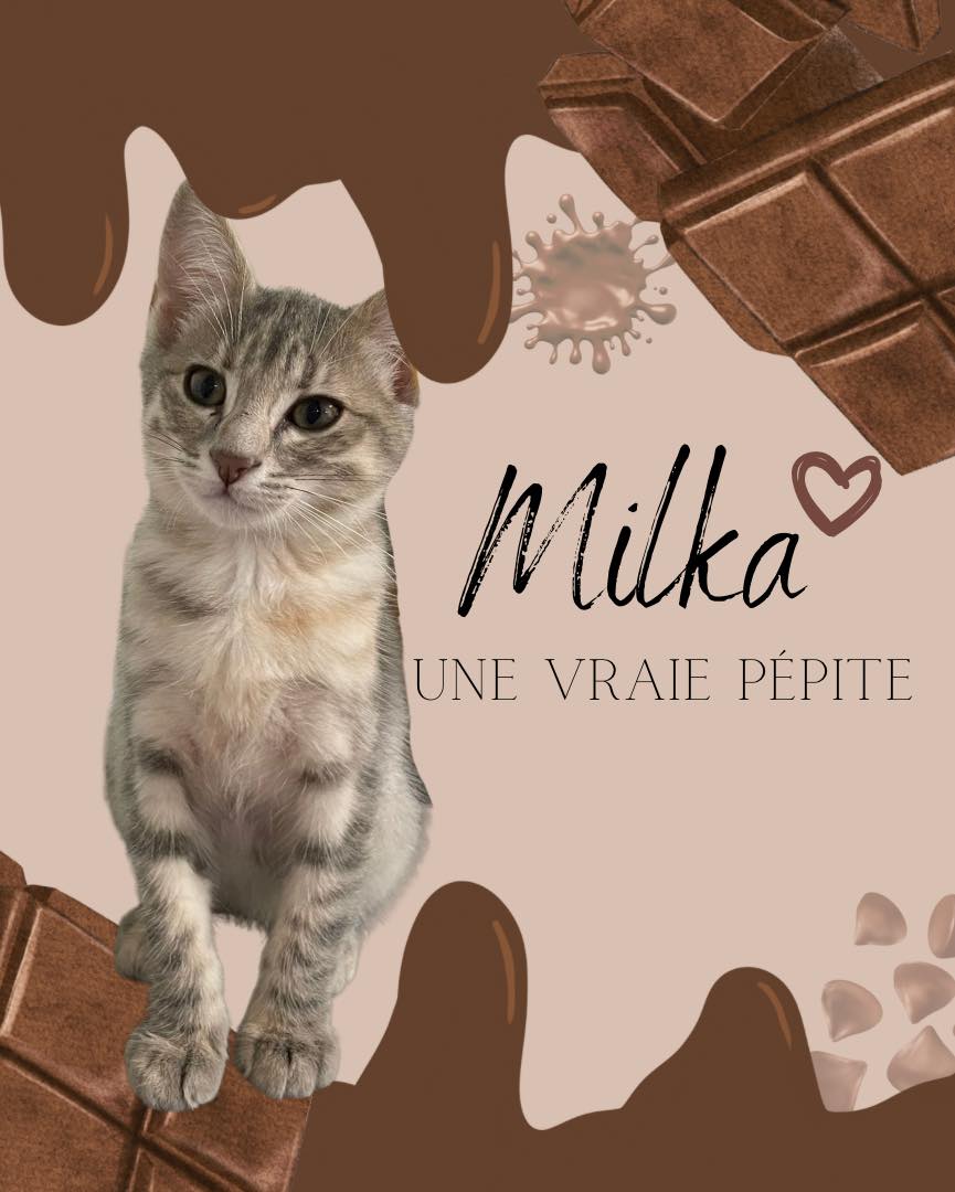 MILKA SONNY ABRICOT