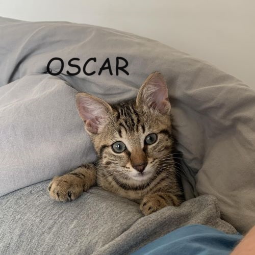 OSCAR