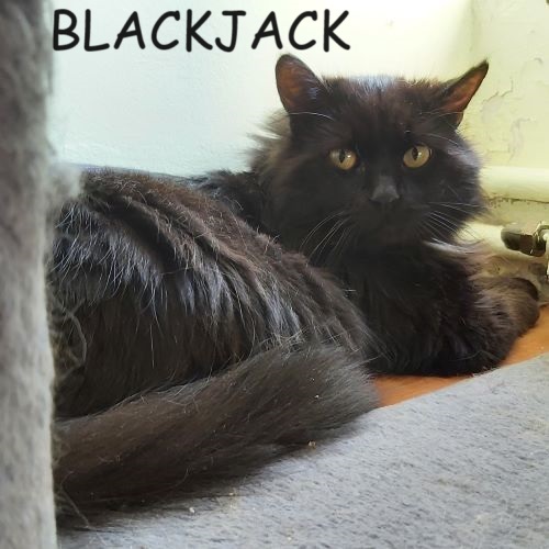 BLACKJACK