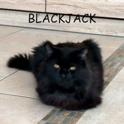 BLACKJACK