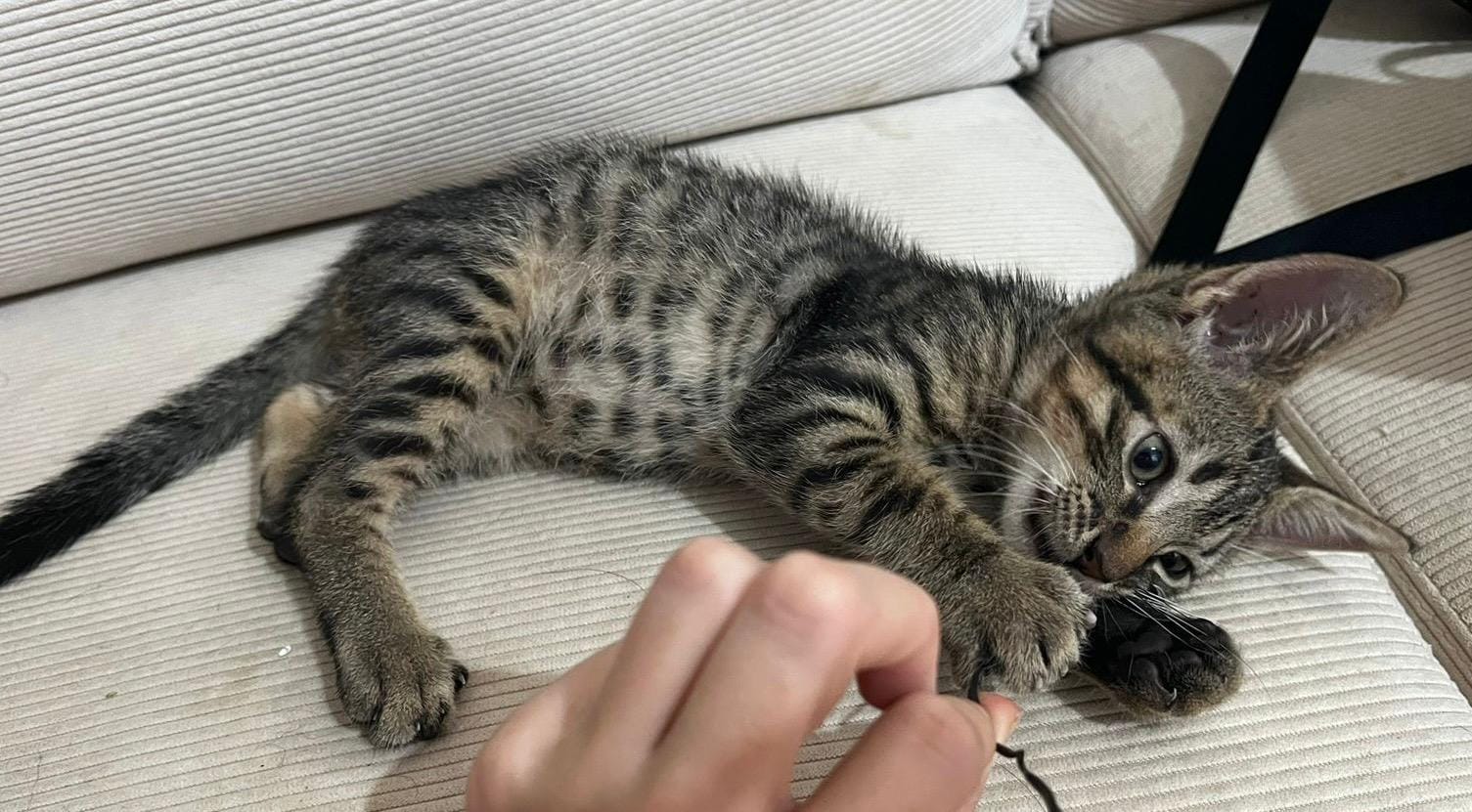 OUASSOUS - 3 mois - Mini chaton !
