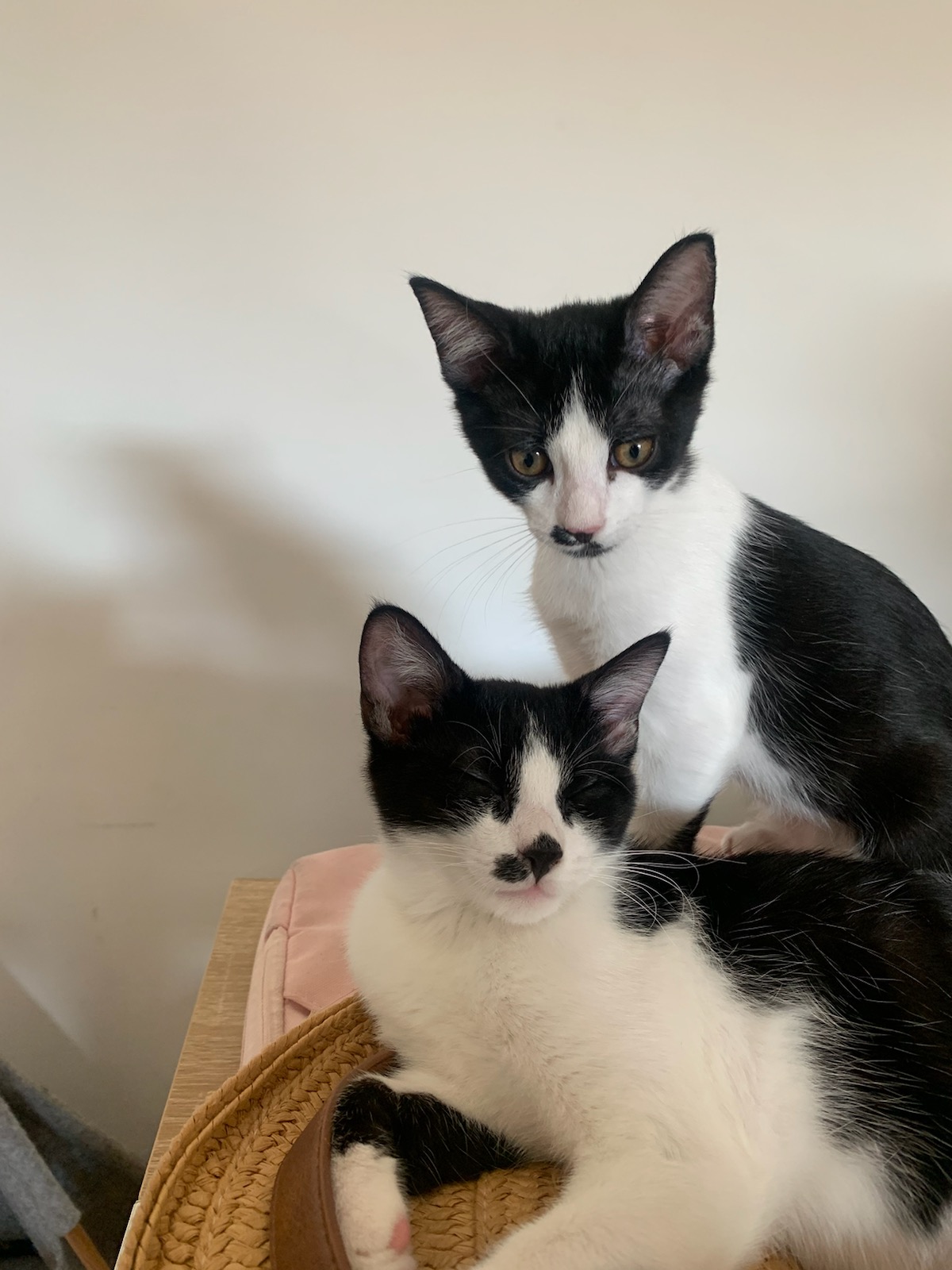 à adopter ensemble : Félix et Picasso, chatons 3 mois