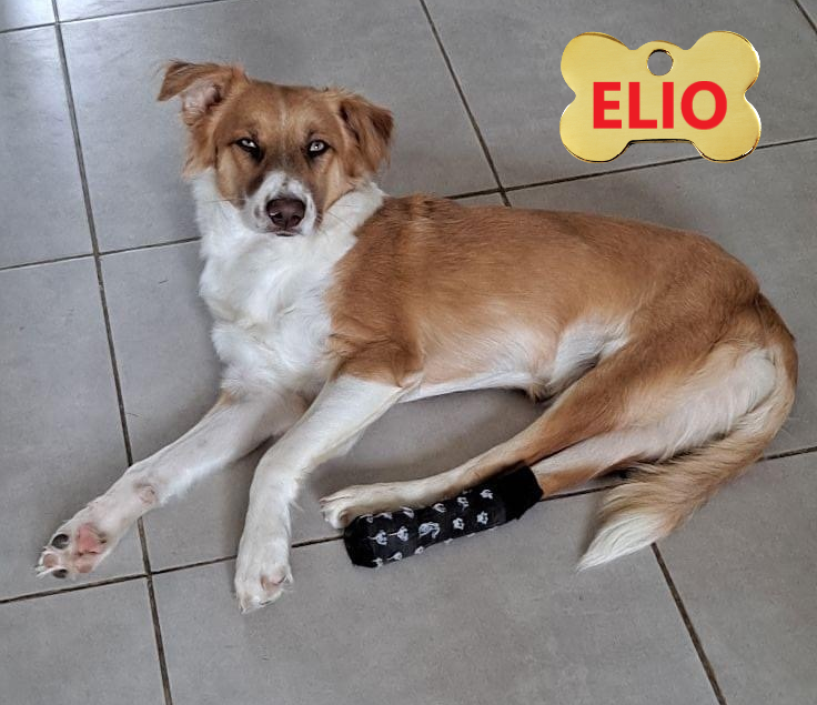 ELIO