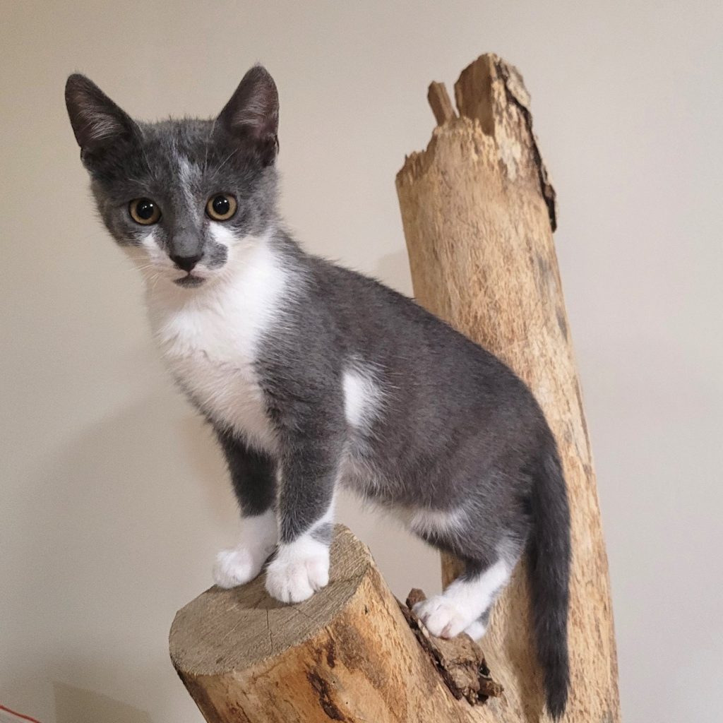 à adopter ensemble : Olive et Popeye, chatons 3 mois (pelage gris-bleu et blanc)