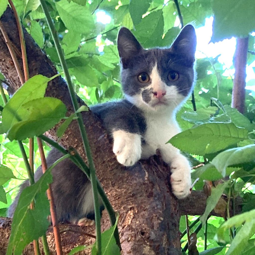 à adopter ensemble : Olive et Popeye, chatons 3 mois (pelage gris-bleu et blanc)