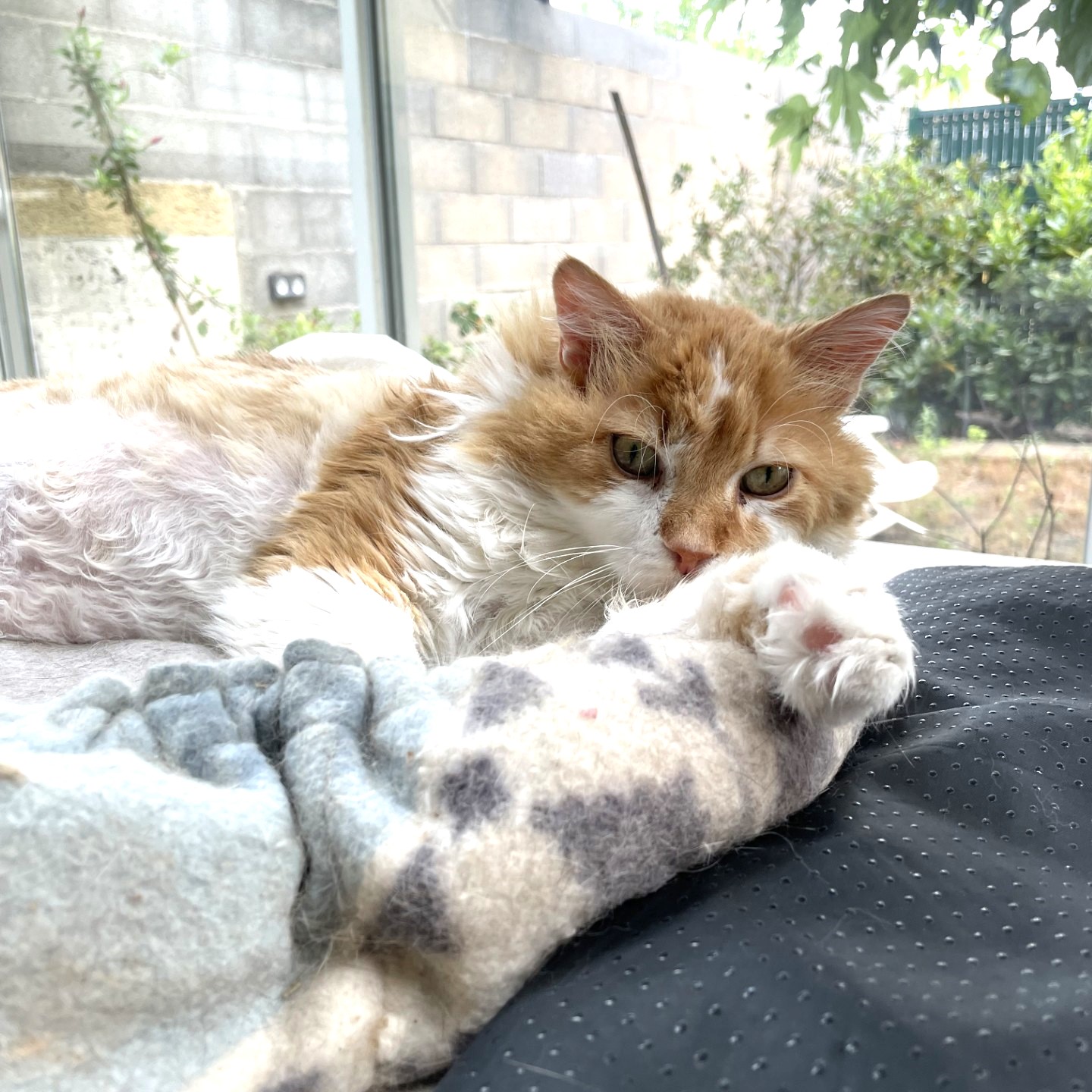 Stitch, adorable jeune papy de 8 ans, au caractère purr-fect, attend SA famille pour la vie, pour une retraite paisible de câlins et de ronrons, merci d'être sa bonne étoile