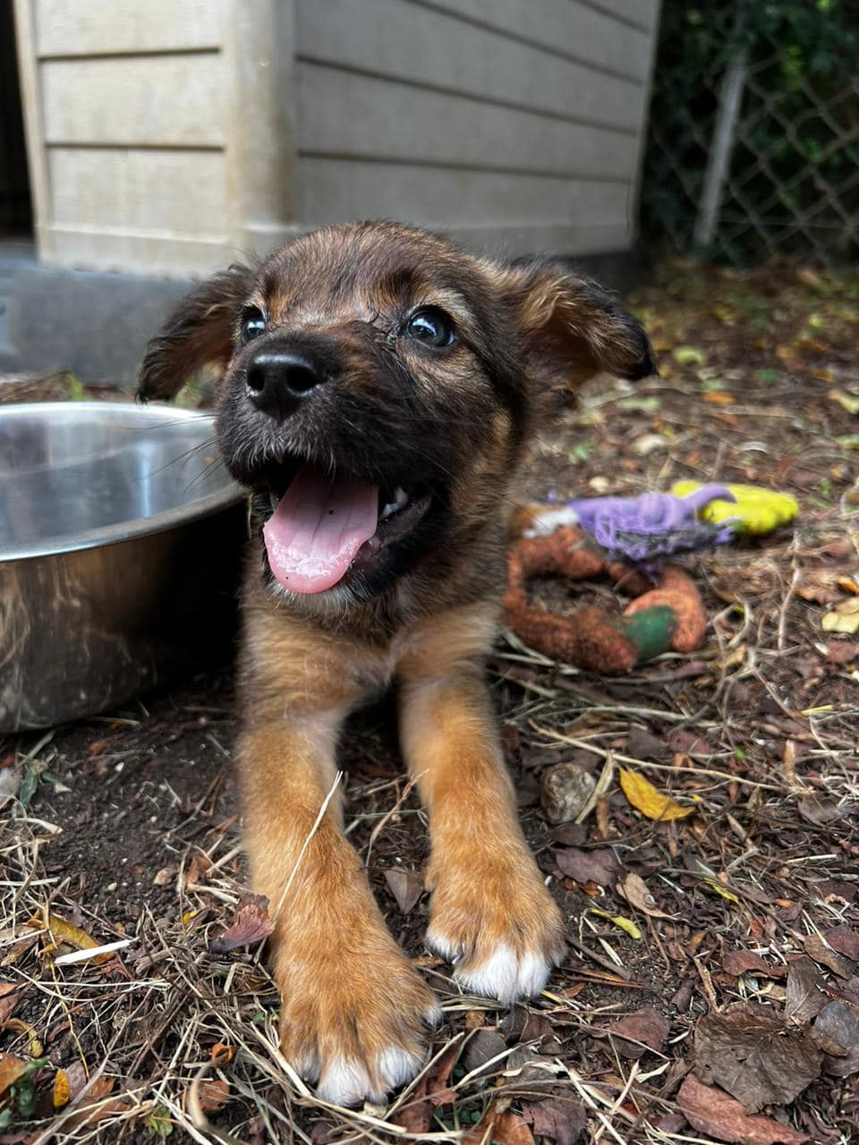 Saya, femelle croisée berger, née le 04/05/2024  🐶