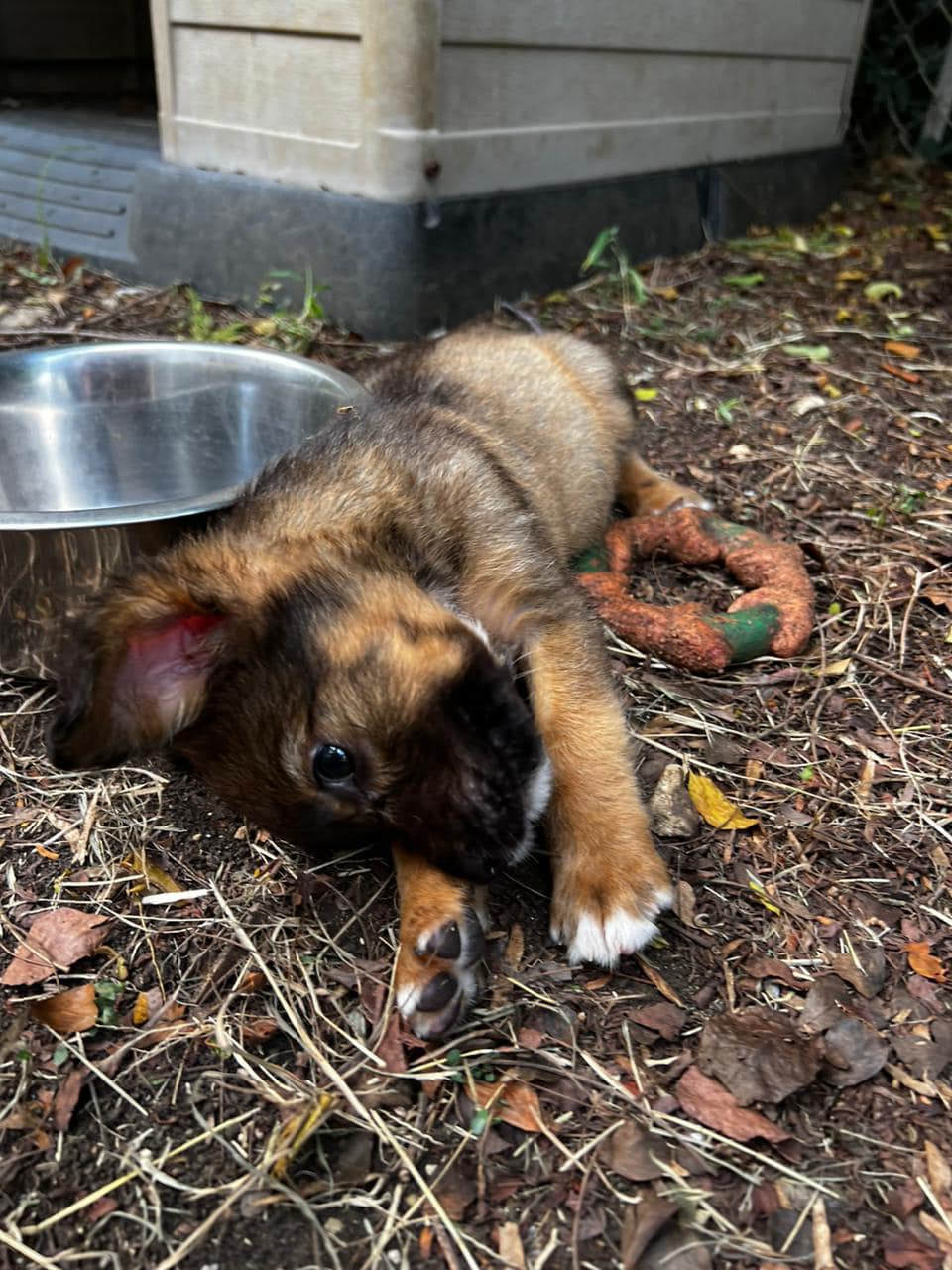 Saya, femelle croisée berger, née le 04/05/2024  🐶