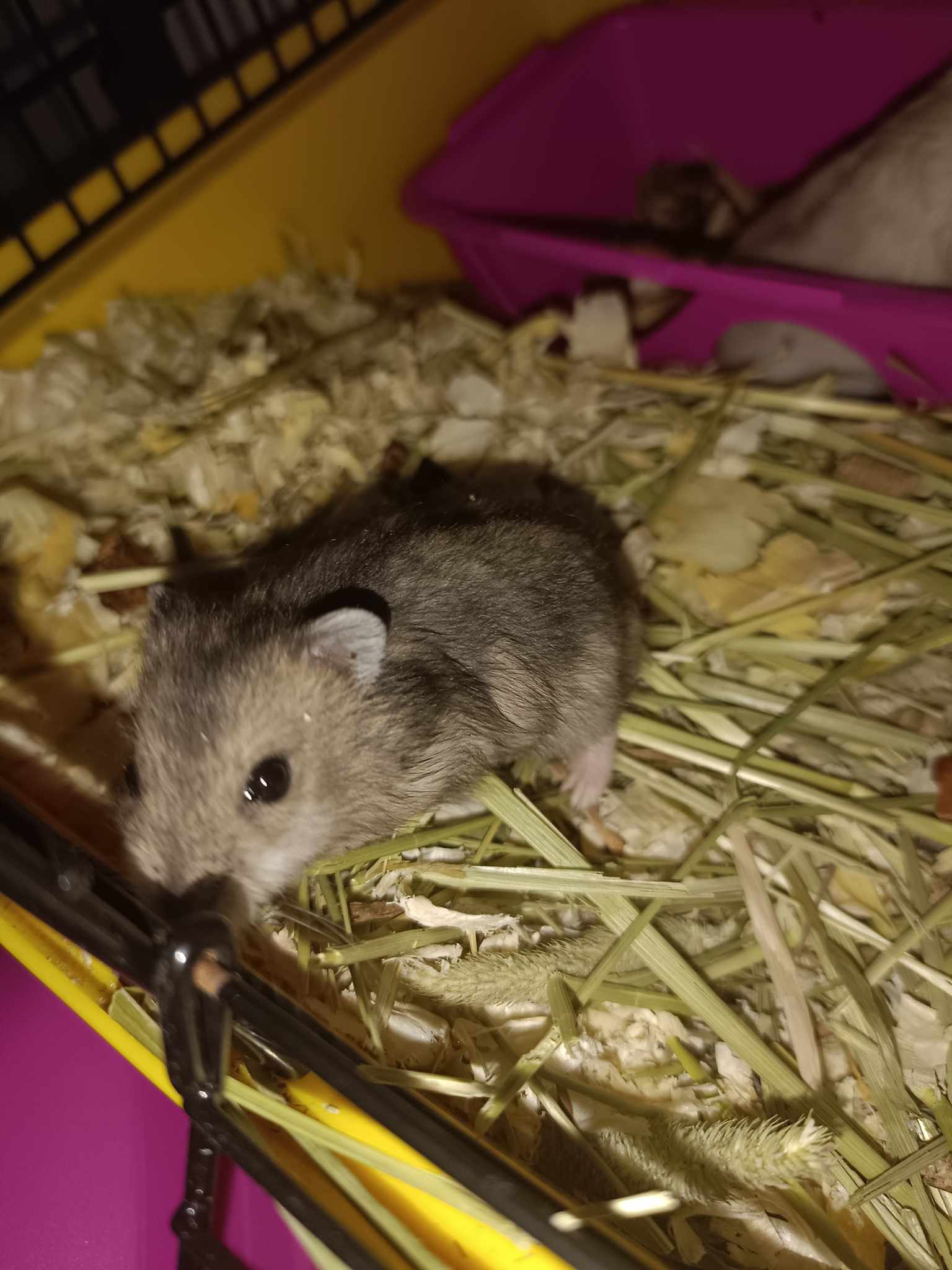 bébe Hamster 1