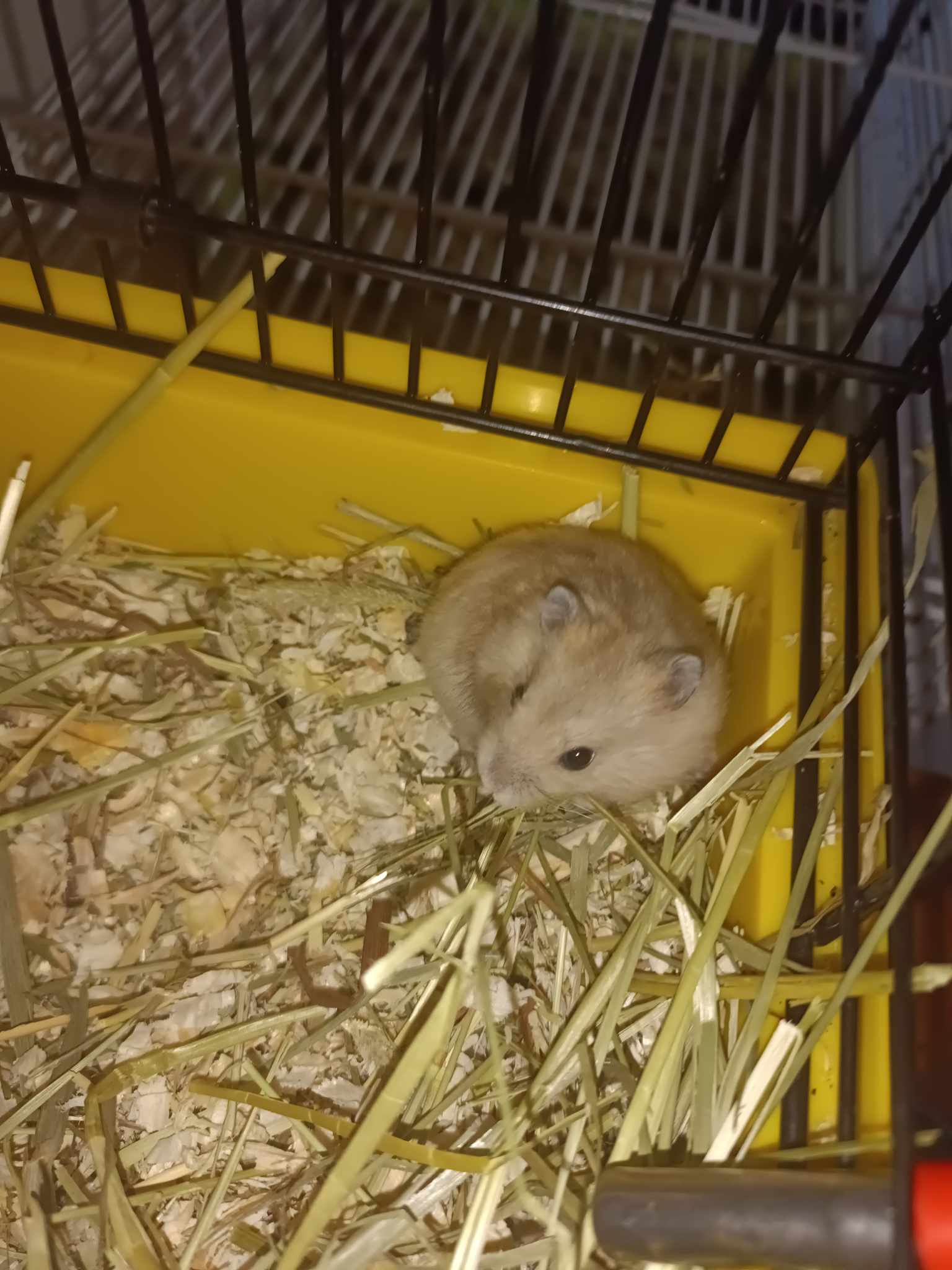 BEBE hamster 3