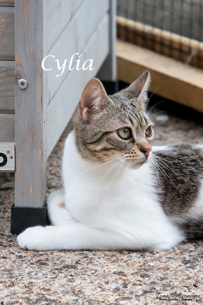 Cylia