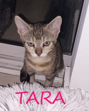 TARA