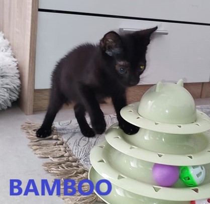 BAMBOO