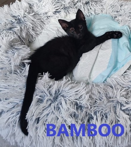 BAMBOO