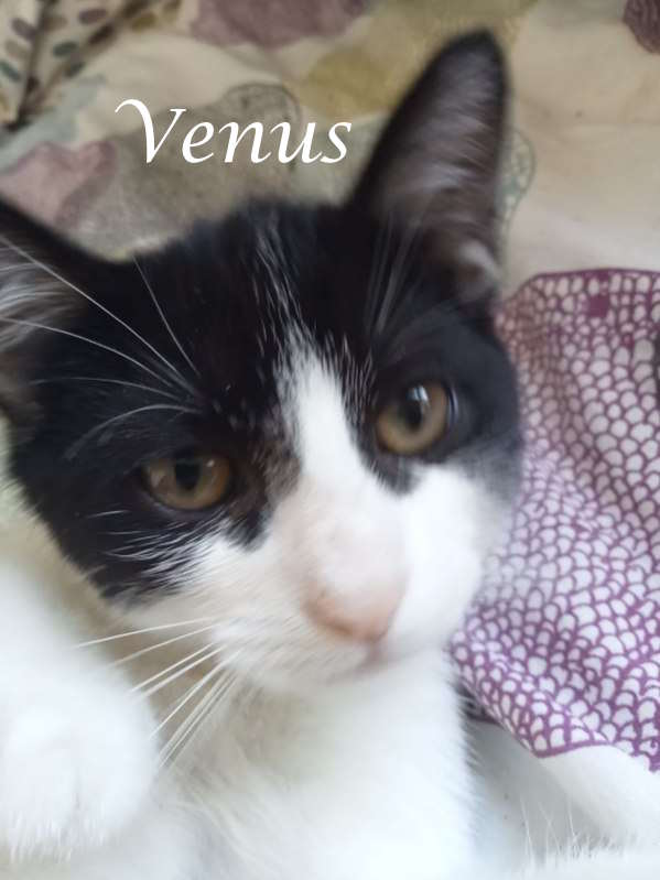 Venus