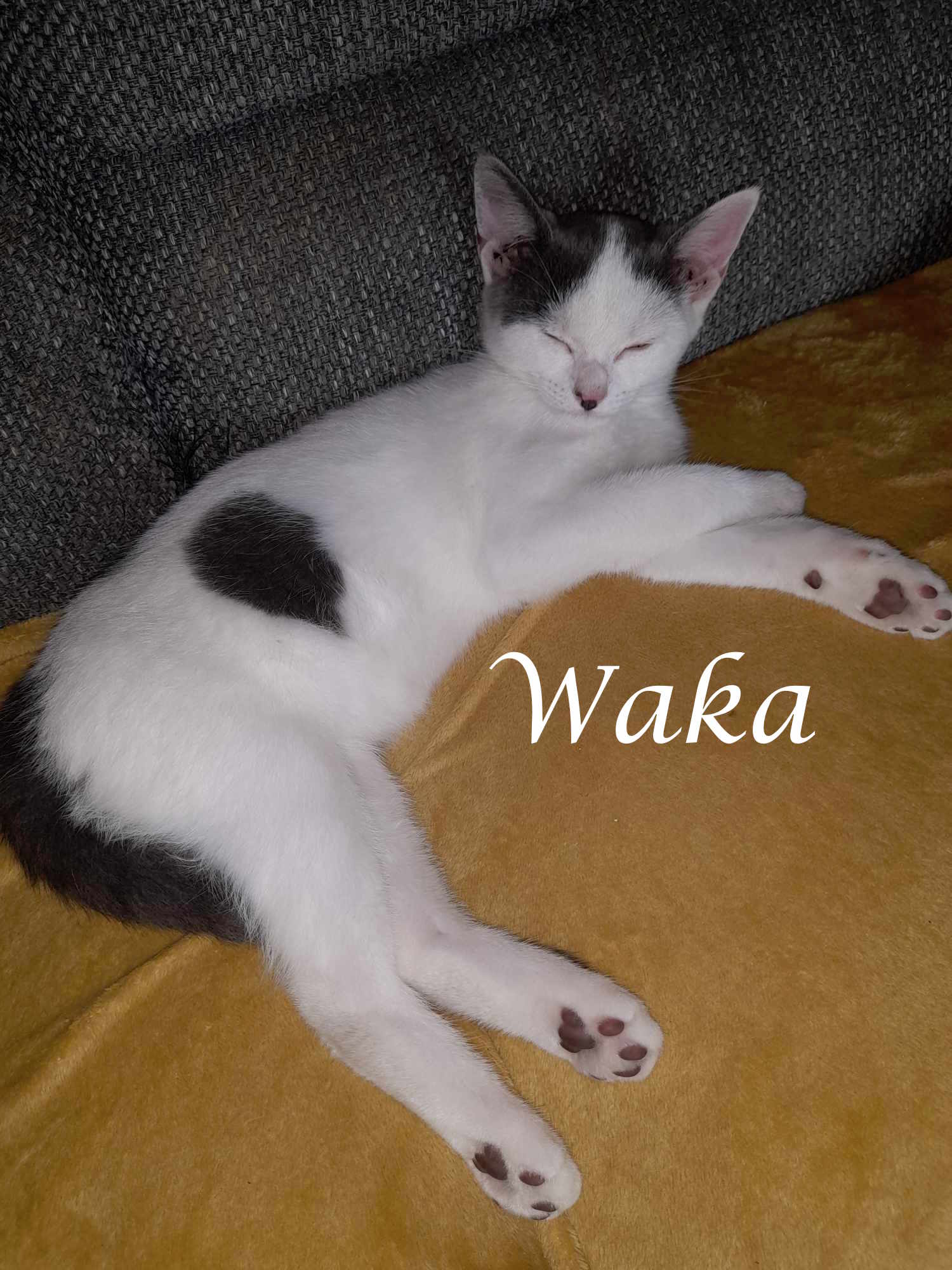 Waka