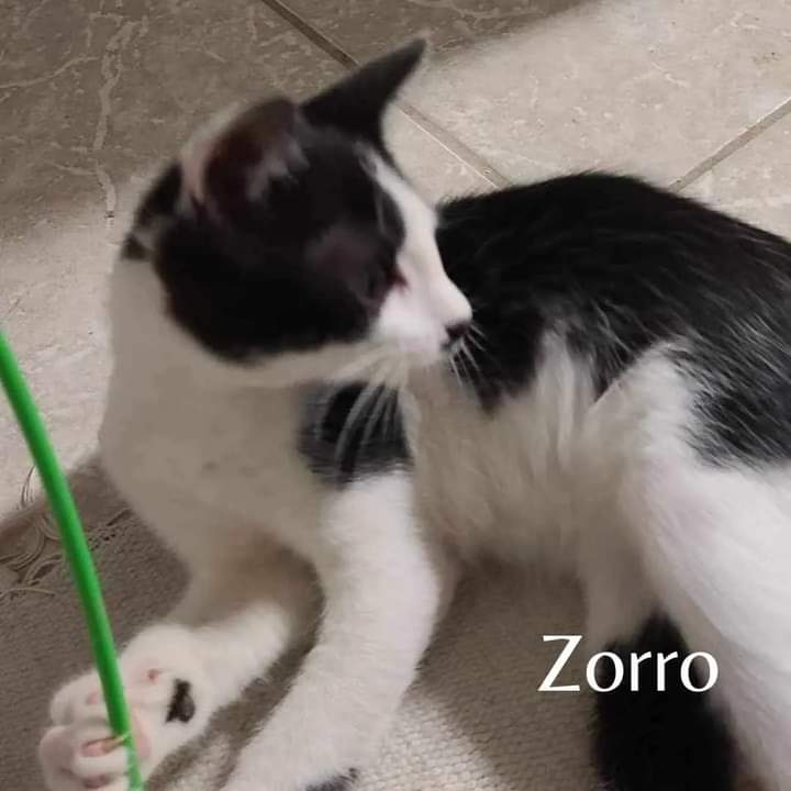 Victor, Valentino, Vako et Zorro