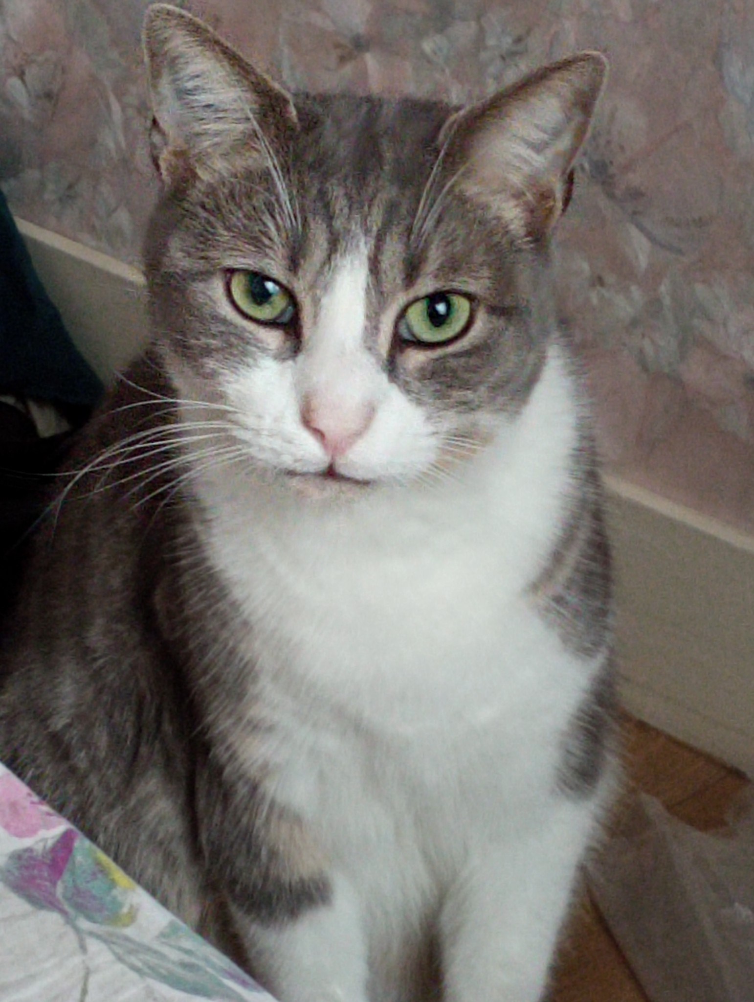 POMPE CHAT GRIS/BLANC DE 4 ANS