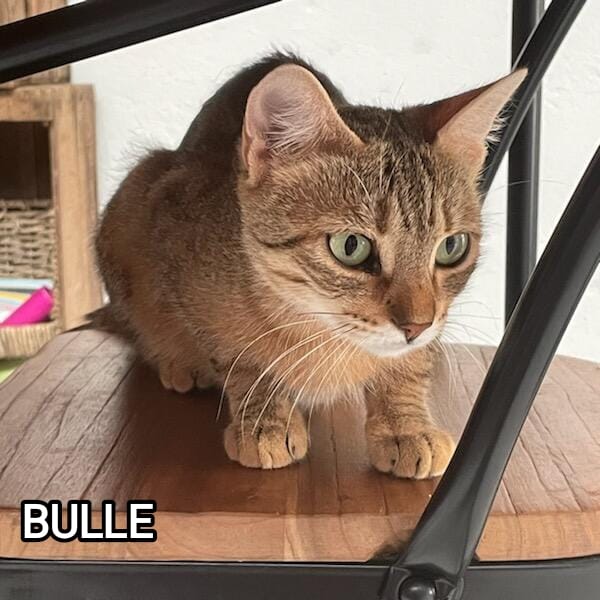 BULLE