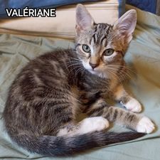 VALERIANE