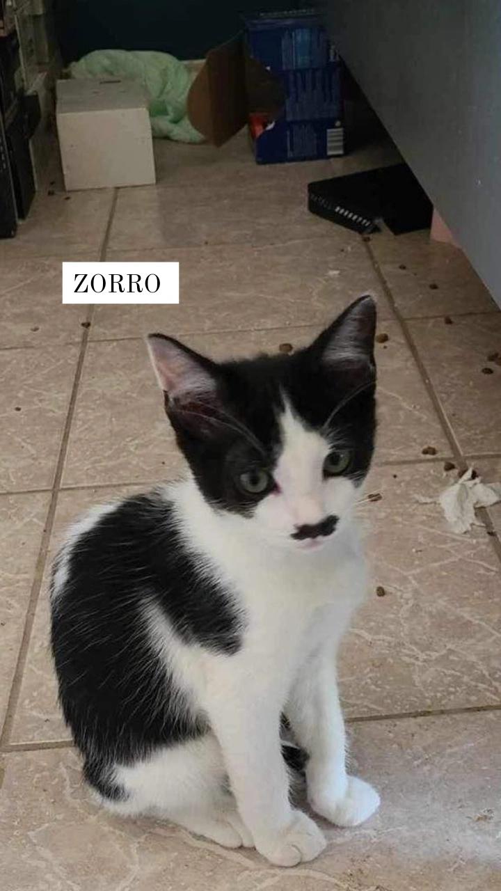 Zorro