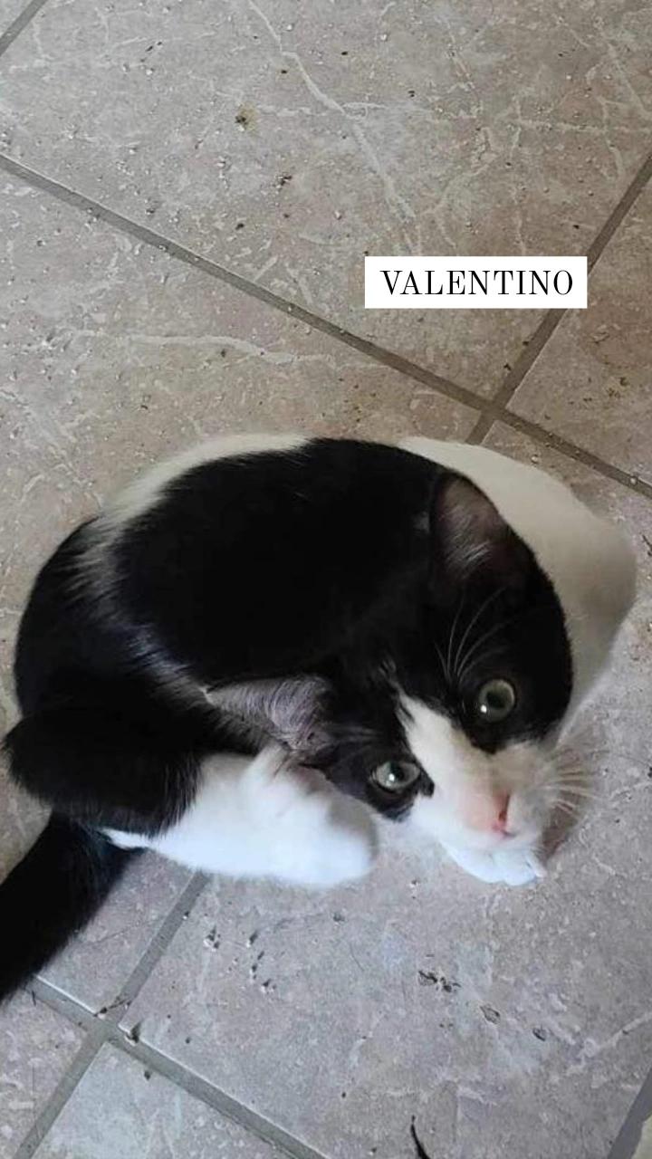 Valentino