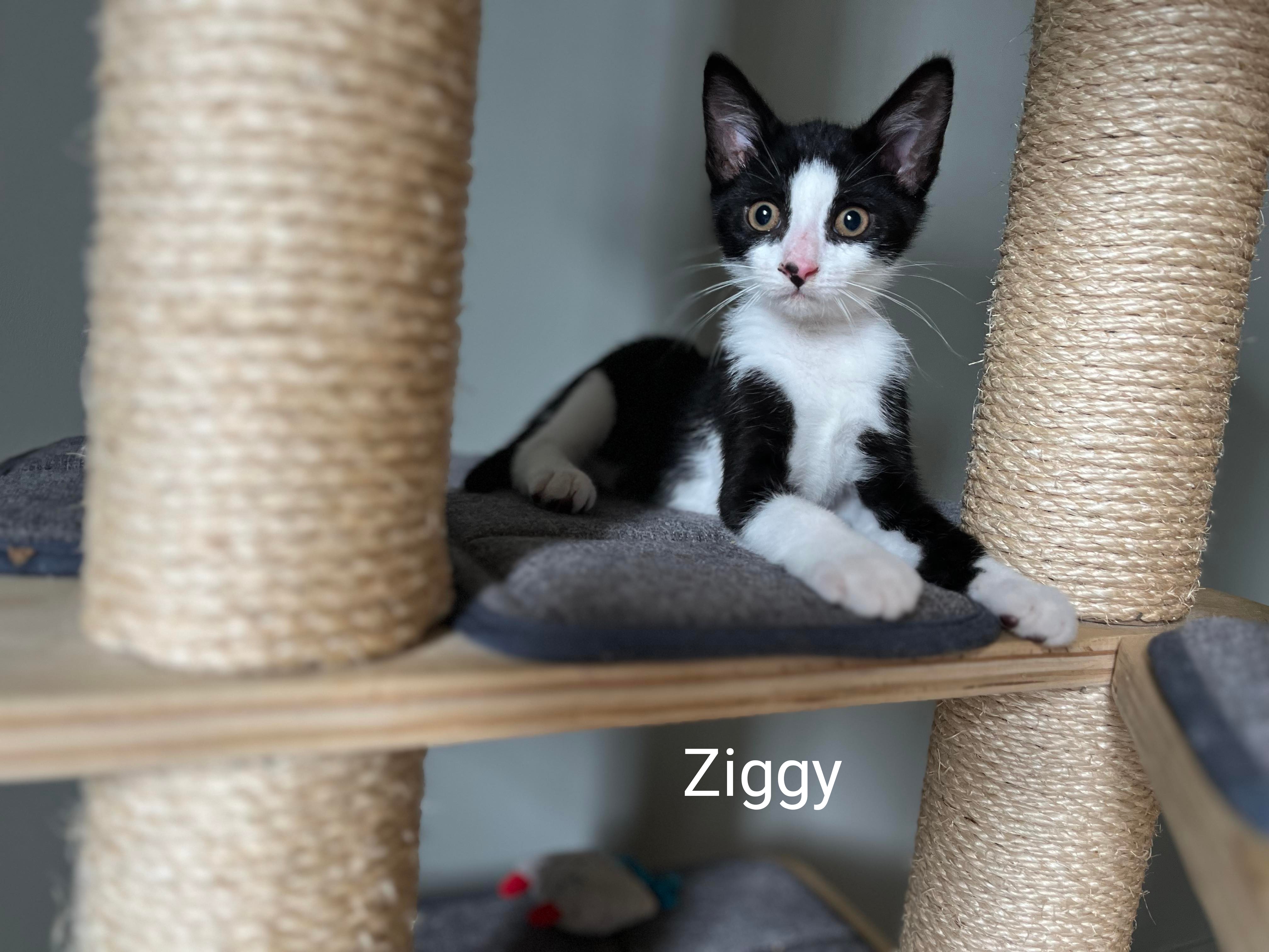 Ziggy