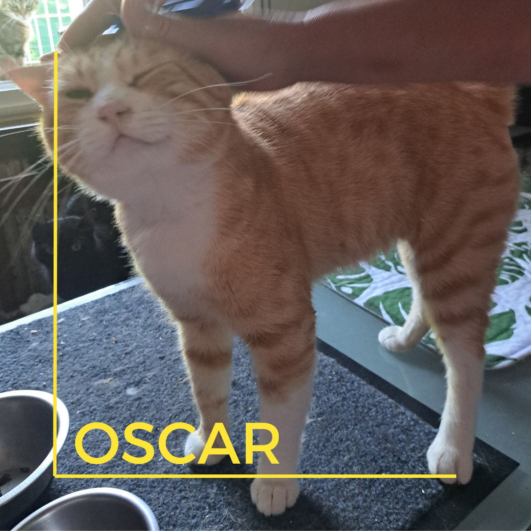 OSCAR