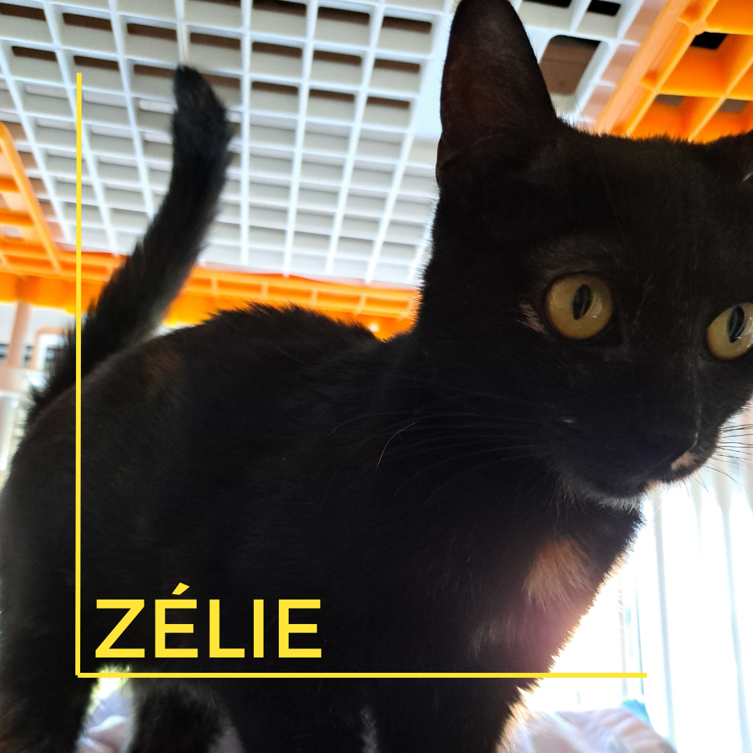 ZÉLIE