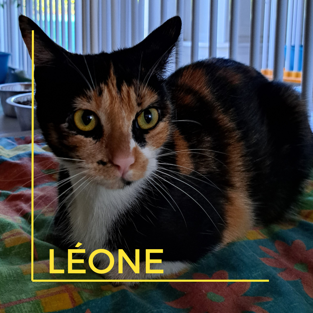 LÉONE