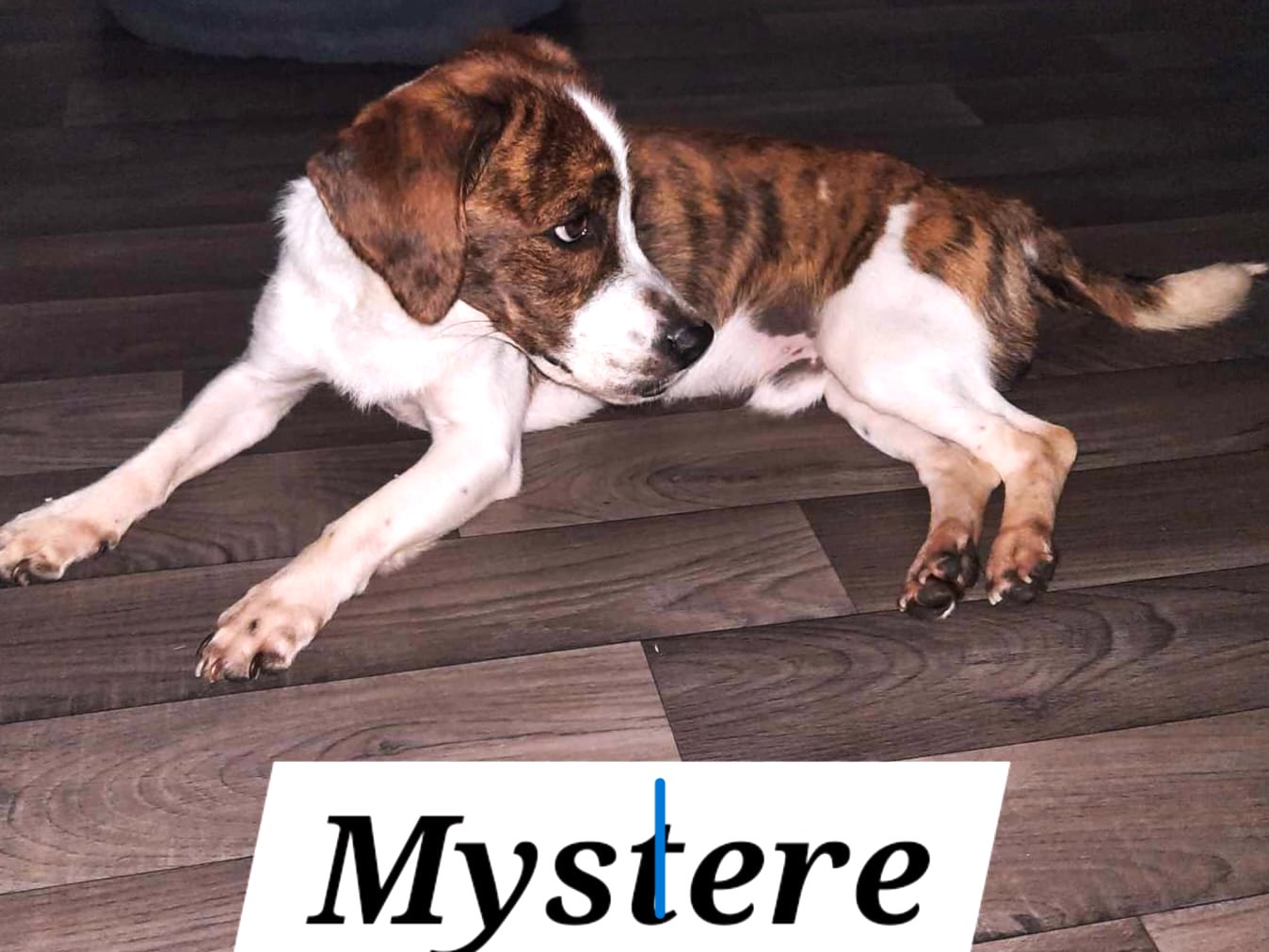 MYSTÈRE