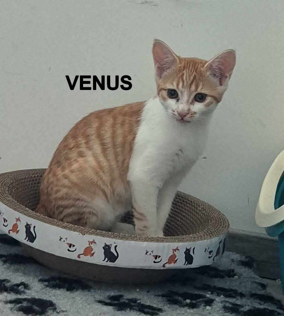 Venus