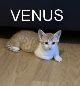 Venus