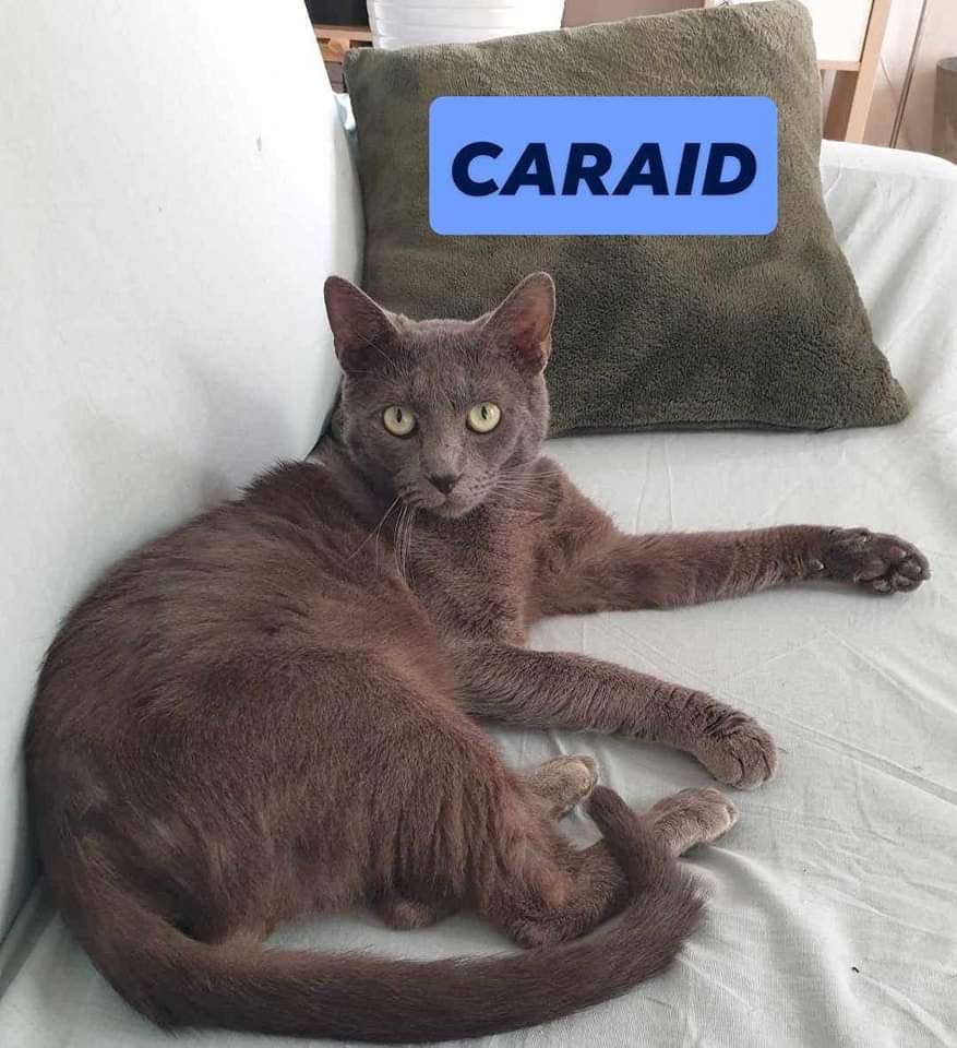 CARAID