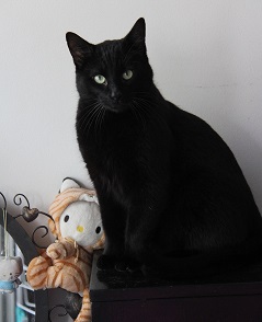 DON QUICHOTTE CHAT NOIR 5 ANS 1/2