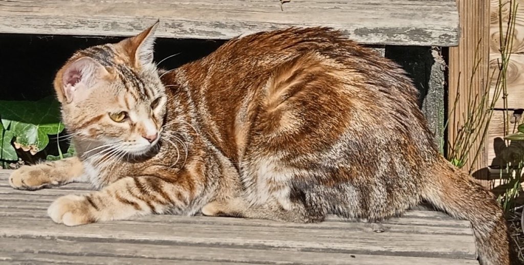 à adopter ensemble : Zia, 1 an (robe marbrée exceptionnelle : pelage marbré et cuivré) et Duchesse, 3 mois