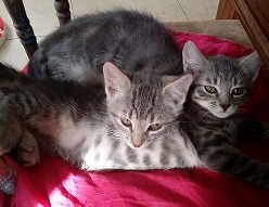 INDILA & ALONSO DUO CHATONS TIGRES 5 MOIS