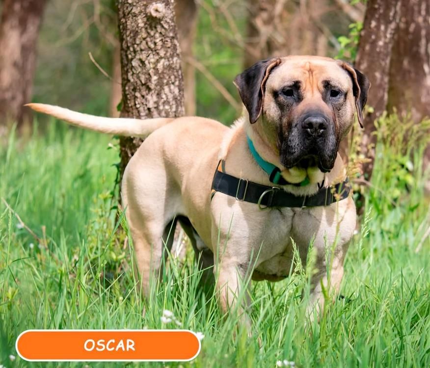 OSCAR