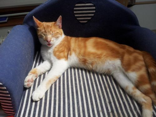 Adoption De Leo Matou Borgne Moyen Chat Chat Domestique Poil Court Region Ile De France